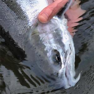 AquaTalon Swing Hook •Size 6•
