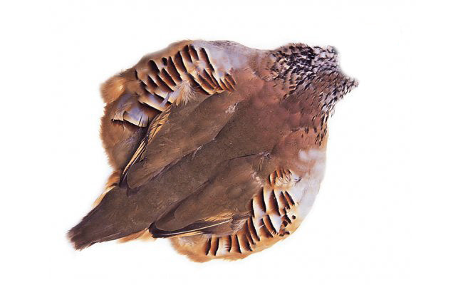 Chevron Hackle - French Partridge Skin