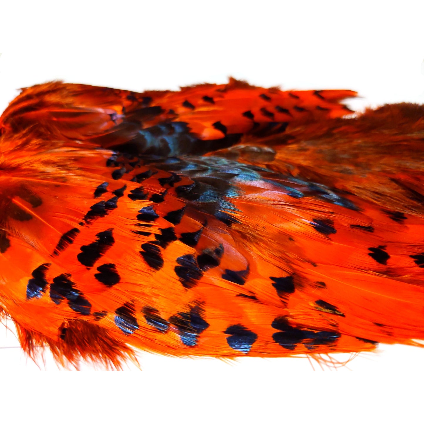 Chevron Hackle - Pheasabou