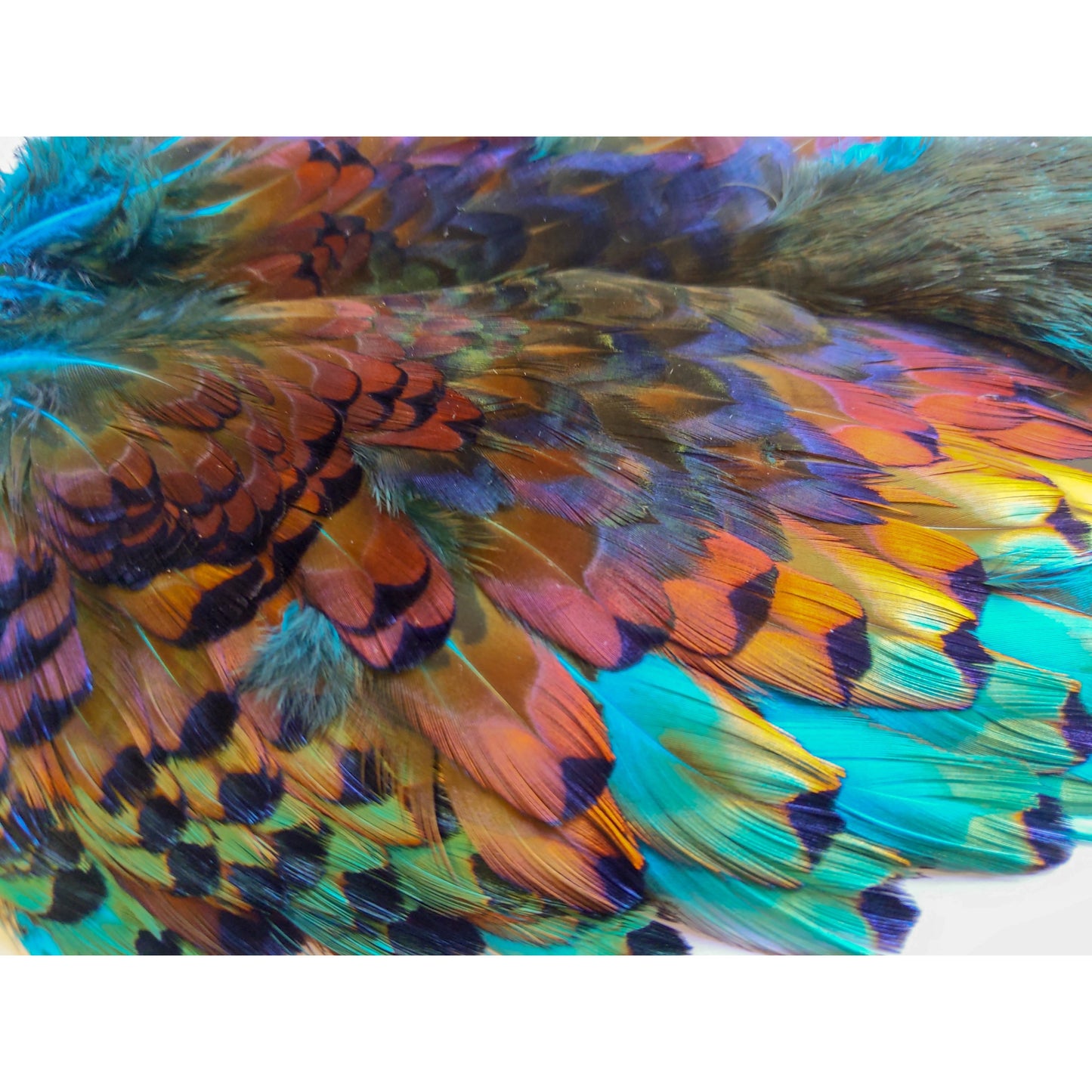 Chevron Hackle - Pheasabou