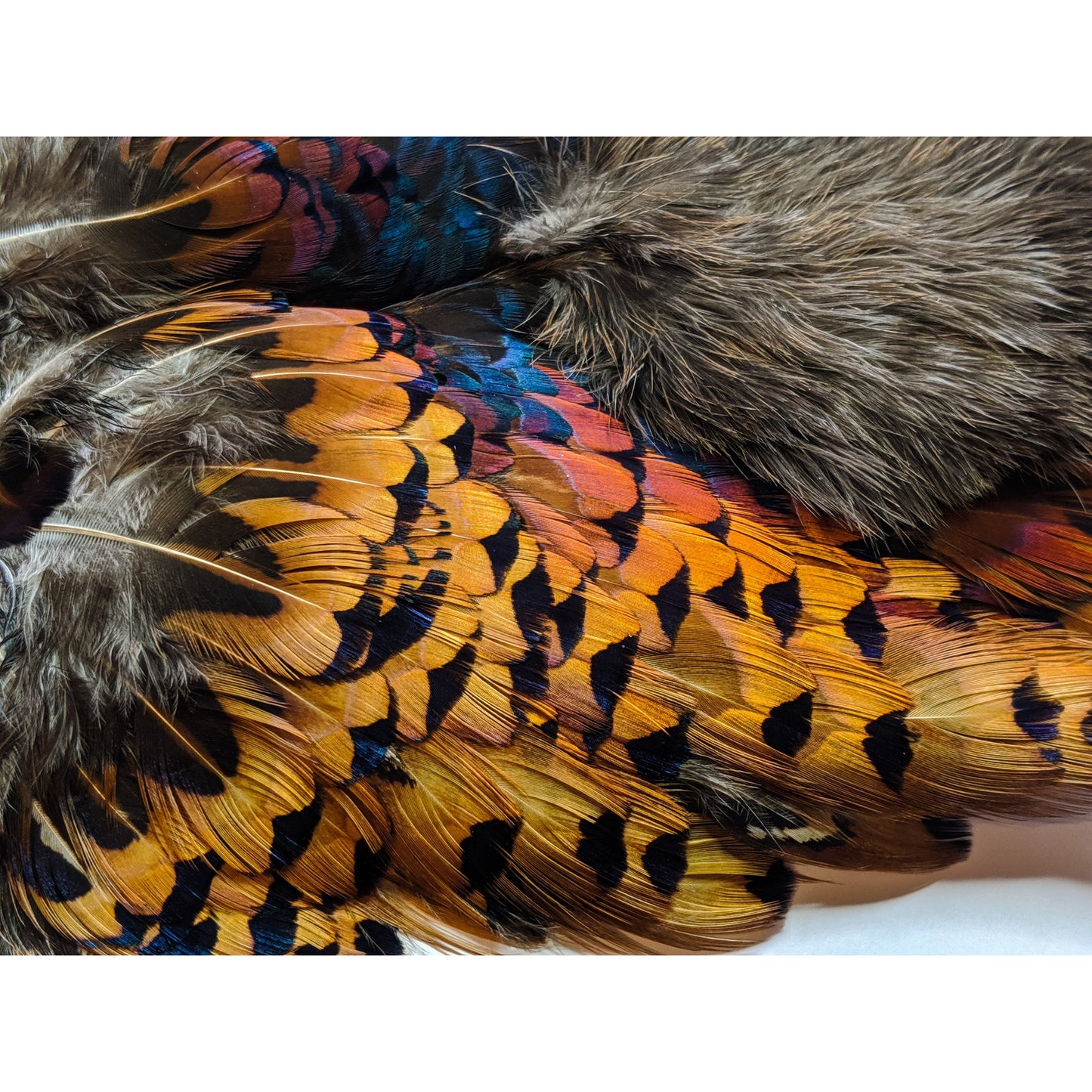 Chevron Hackle - Pheasabou