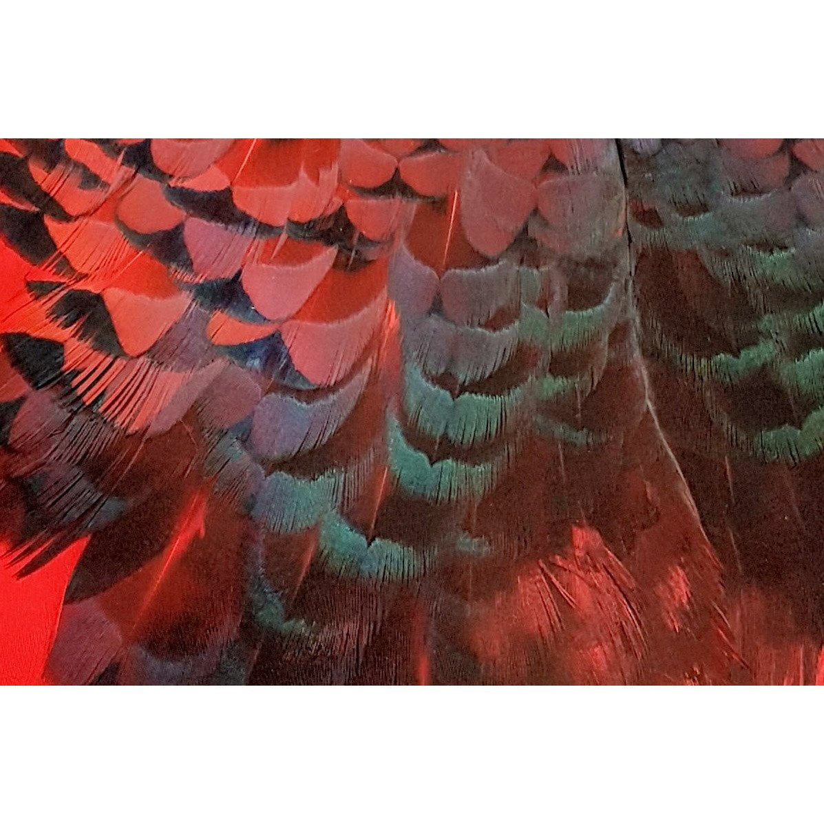 Chevron Hackle - Pheasabou